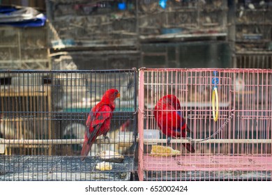 推特企业官方认证难？买高质量预备号让认证路更顺畅